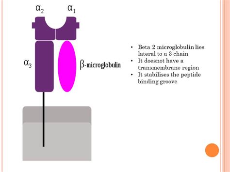 beta 2 microglobulin is high